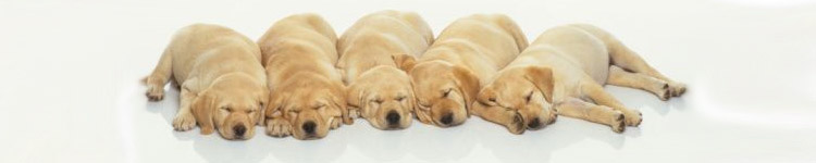 Puppies - Angebble Yellow Labradors